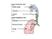 RESPIRATORY TRACT INFECTIONS