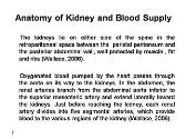 Anatomy of Kidney and Blood Supply