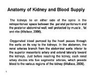 Anatomy of Kidney and Blood Supply PowerPoint Presentation