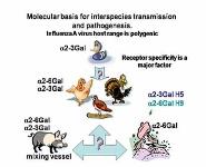 Virus Transmission-Understanding and Predicting Pandemic Risk PowerPoint Presentation