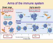 An introduction to Immunology PowerPoint Presentation