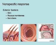 Stem Cells and the Immune System PowerPoint Presentation