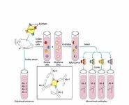 Antibodies-Structure And Function PowerPoint Presentation