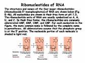 Nucleotides and Nucleic Acids