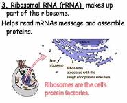 Protein Synthesis PowerPoint Presentation
