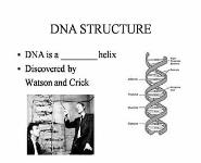 DNA RNA and PROTEINS PowerPoint Presentation