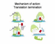 Ribosomal RNA PowerPoint Presentation