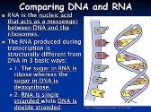 RNA and Protein Synthesis
