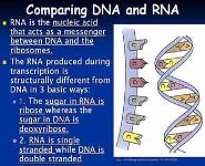 RNA and Protein Synthesis PowerPoint Presentation