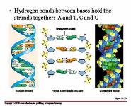 DNA RNA Amino Acids Proteins and Genes PowerPoint Presentation