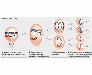 Mutations PowerPoint Presentation