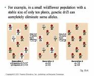 THE EVOLUTIONS OF POPULATIONS PowerPoint Presentation