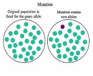 The Hardy-Weinberg Equilibrium PowerPoint Presentation
