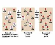 How does genetic structure change? PowerPoint Presentation