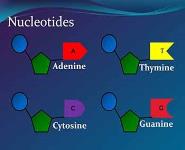 DNA Structure PowerPoint Presentation