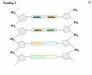 DNA PowerPoint Presentation