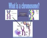What is DNA PowerPoint Presentation Notes