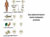 THE CHROMOSOMAL BASIS OF INHERITANCE