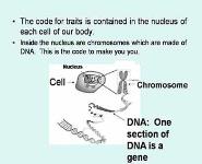 Human Chromosomes PowerPoint Presentation