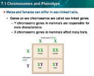Chromosomes and Phenotype PowerPoint Presentation