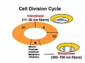 Chromosomal Structure and Chromosomal Mutations