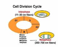 Chromosomal Structure and Chromosomal Mutations PowerPoint Presentation