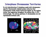 Genes Genomics and Chromosomes PowerPoint Presentation