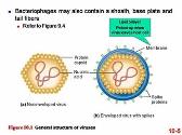 CHROMOSOME ORGANIZATION AND MOLECULAR STRUCTURE
