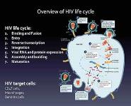 Pathogenesis of HIV disease and markers of progression PowerPoint Presentation