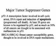 Early Embryonic Development PowerPoint Presentation