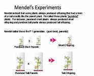 Classical (Mendelian) Genetics PowerPoint Presentation