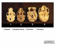 Human Evolution-An Overview PowerPoint Presentation