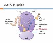 Tetracyclines PowerPoint Presentation