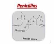 Penicillins PowerPoint Presentation Notes