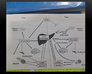 Diabetes PowerPoint Presentation