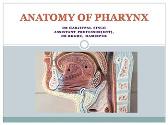 ANATOMY OF PHARYNX