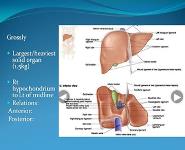 Liver-Anatomy & Examination Techniques PowerPoint Presentation