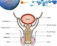 Semen Analysis PowerPoint Presentation