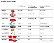 Abdominal and Hematology Review Medical Notes