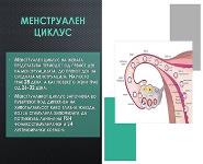 Menstrual Cycle PowerPoint Presentation