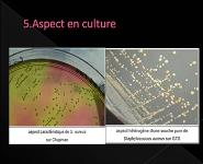 Antibiogramme Des Staphylocoques PowerPoint Presentation