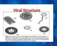 What is Virus PowerPoint Presentation