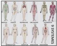 Anatomy and Physiology Module Medical Notes