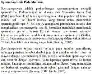 Spermatogenesis Pada Manusia PowerPoint Presentation Notes