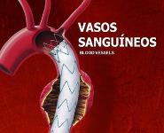 Blood Vessels PowerPoint Presentation