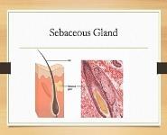 Integumantry System PowerPoint Presentation