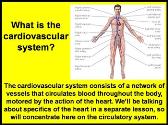 Cardiovascular System