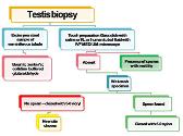 Male Infertility-Surgical Management