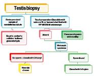 Male Infertility-Surgical Management PowerPoint Presentation