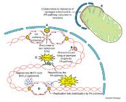 Fanconi Anemia PowerPoint Presentation Notes